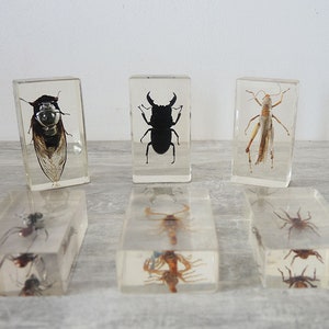 Antique Collection of 14 Genuine Insect Inclusions