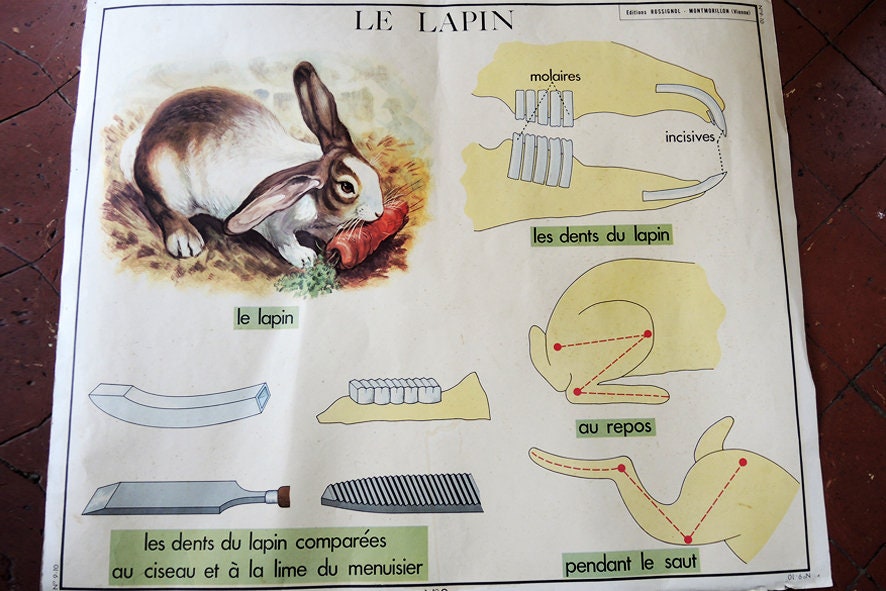 Ancienne Affiche Scolaire Rossignol - L'hôpital Et La Cueillette De Champignons
