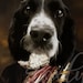 see more listings in the RENAISSANCE DOG PORTRAIT section