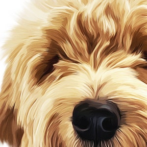May include: Close-up of a dog's face with soft, light brown fur and a black nose. The dog's eyes are not visible.