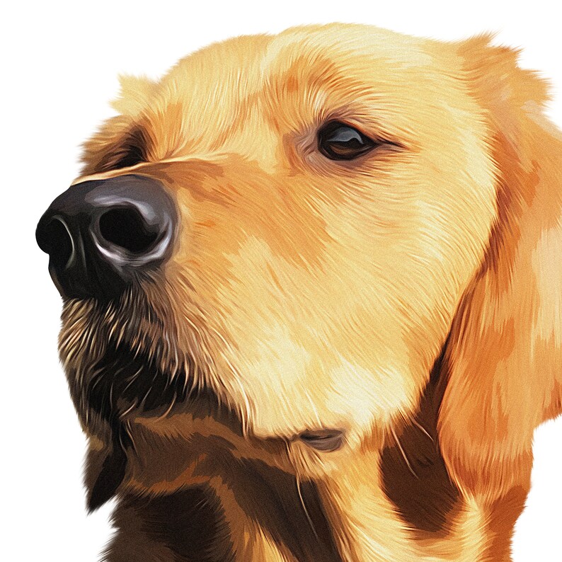 May include: Close-up of a golden retriever dog's face. The dog has brown eyes and a black nose. The dog's fur is soft and fluffy.