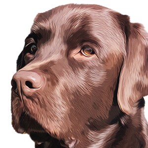 May include: Close-up portrait of a chocolate brown Labrador Retriever dog. The dog has brown eyes and a wet nose. The dog's fur is soft and fluffy.