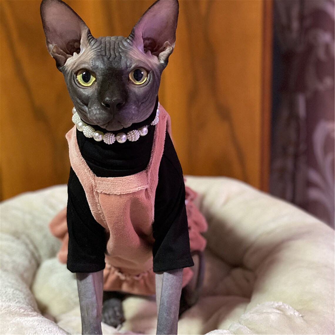Hairless Cat Dress Sweatshirt Cat Clothes Spring Autumn Etsy
