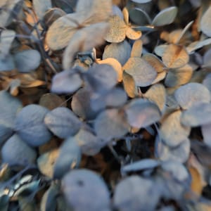 May include: A cluster of dried hydrangea flowers featuring a mix of muted blue and soft golden-brown tones. The petals are densely packed, showing a delicate, papery texture with varying degrees of focus across the organic, rounded floral shapes.