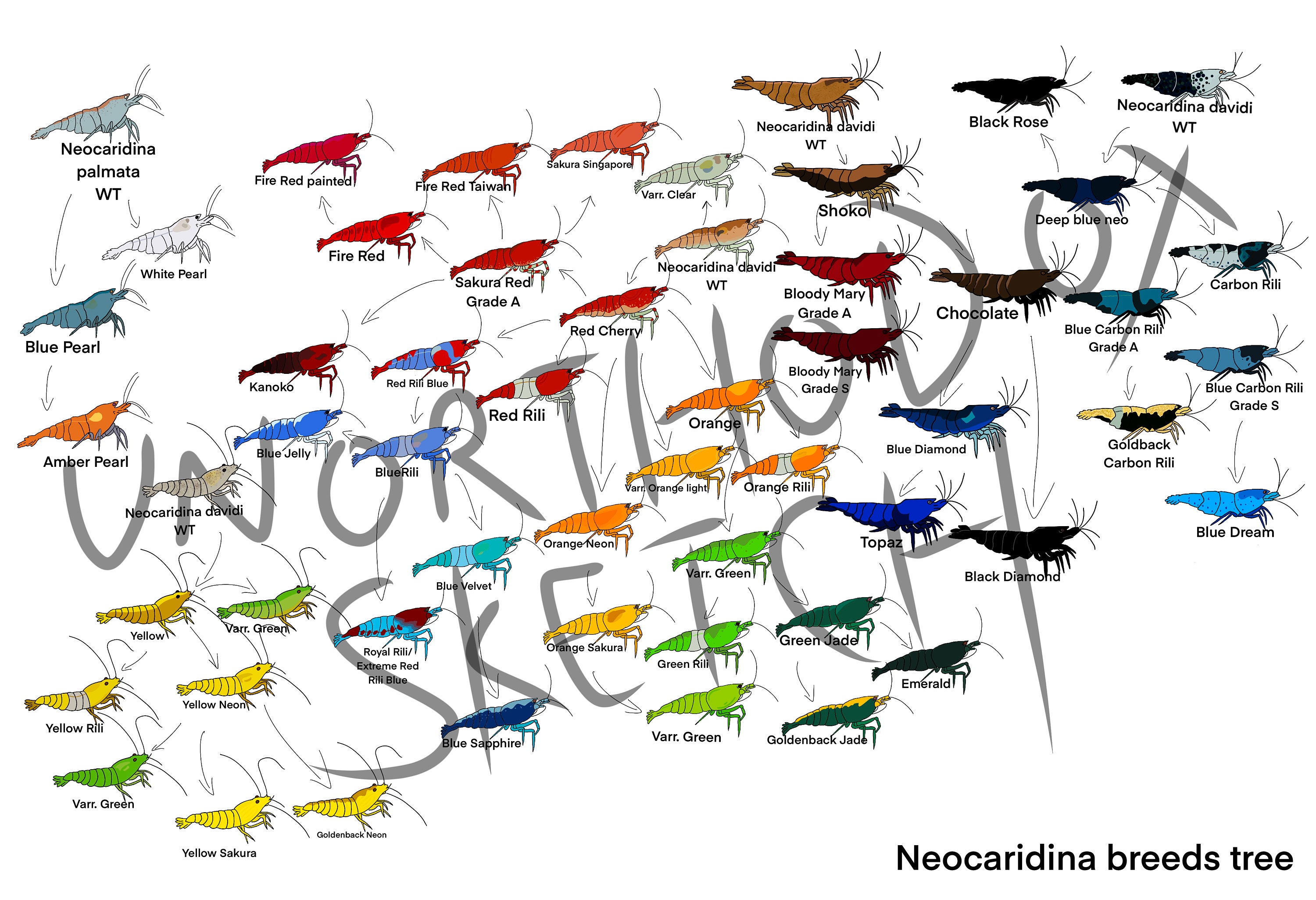 Neocaridina Shrimp Color Chart