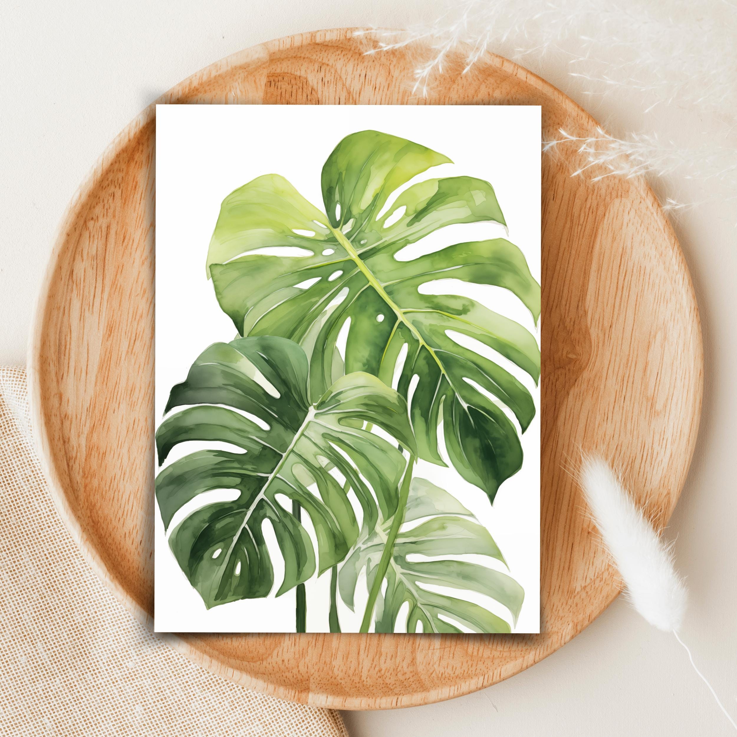 monstera przynosi pecha Monstera Deliciosa Masterpiece 6” Exact Plant – Rare Foliage Plant Co