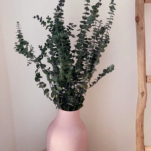 Eucalyptus, baby eucalyptus, preserved eucalyptus, dried flowers