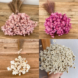 Glixia in natural colors, pink or purple - Marcela dried flowers, dried flower bouquet in boho style
