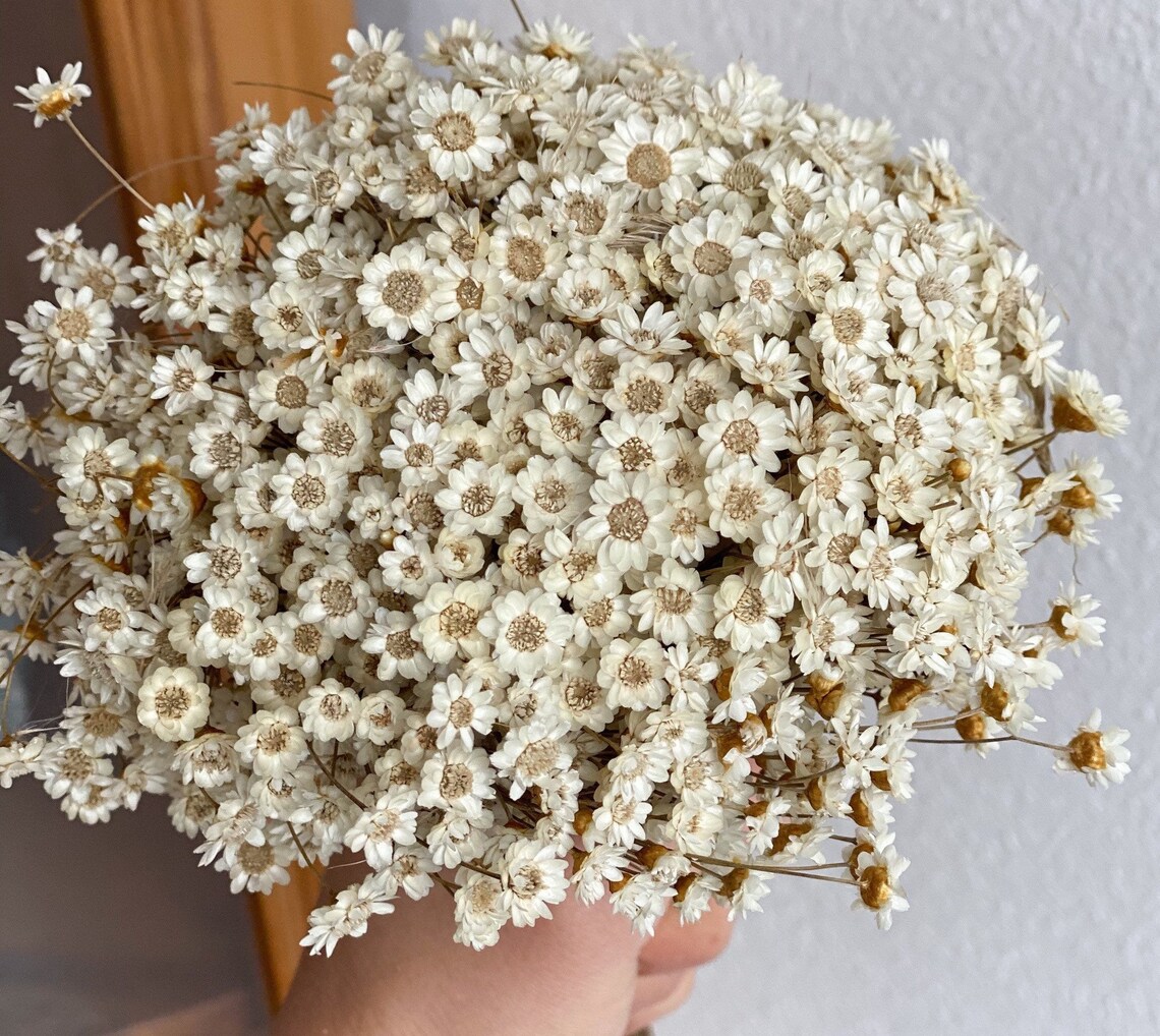 Glixia natural Marcela dried flowers dry flower bouquet in Etsy