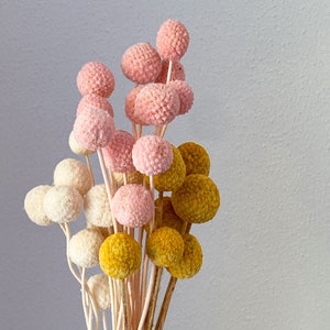 Craspedia, dried flowers in small quantities, DIY dried flowers, in various colors, DIY dried flower bouquet, DIY dried flower wreath
