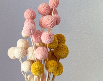 Craspedia, fleurs séchées en petites quantités, fleurs séchées DIY, en différentes couleurs, bouquet de fleurs séchées DIY, couronne de fleurs séchées DIY