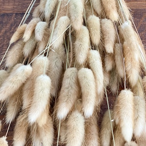 Lagurus natural / natural colors / beige, dried flowers for home decor or dried flower arrangements