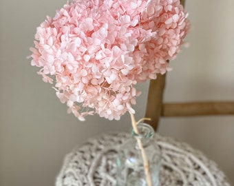 Stabilized preserved pink hydrangea, dried flowers