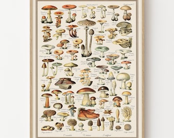 Vintage Mushroom Chart Poster Botanical Fungi Illustration Wall Art Print