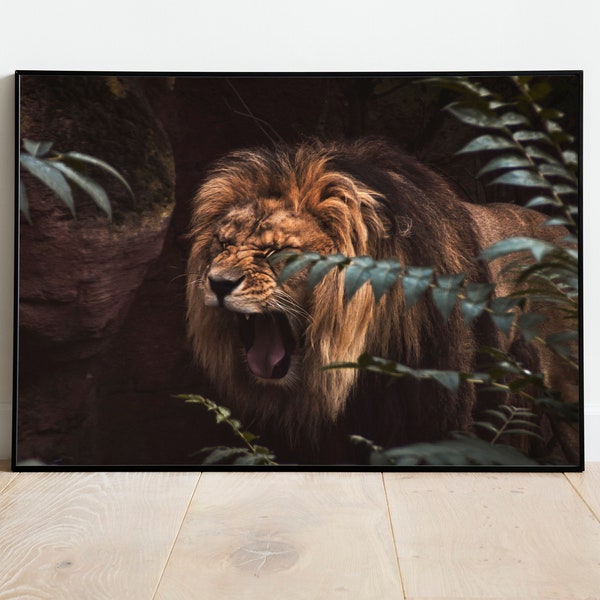 Tirage d’art - Lion | Photographie | Impression d’art - comme affiche, toile, verre acrylique ou Aludibond - différentes tailles