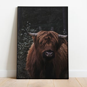 Art Print - Highland Cattle | Photography | Fine Art Print - as poster, canvas, acrylic glass or Aludibond - different sizes