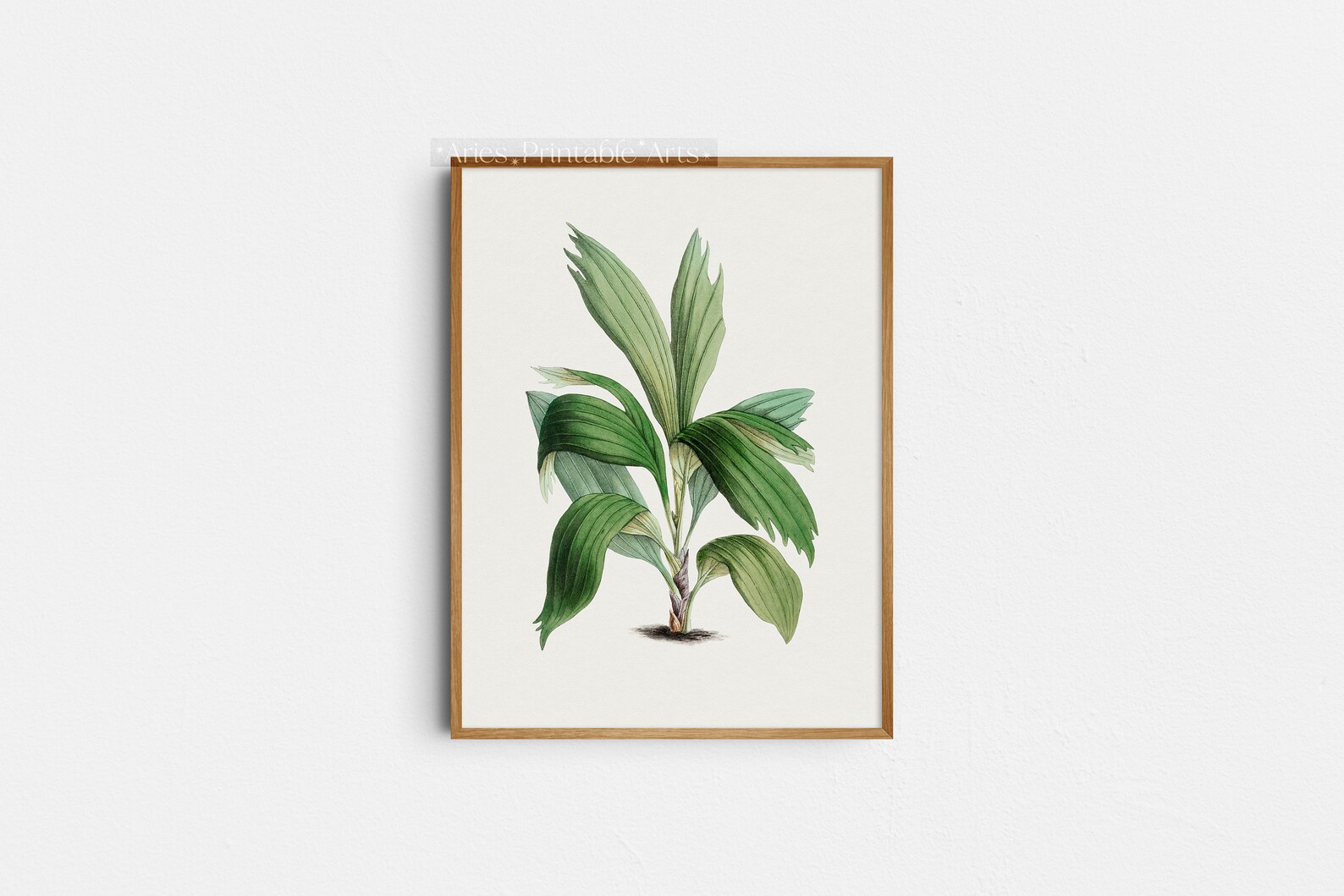 Printable Vintage Palm Tree Watercolor Print Tropical Wall Etsy printable-vintage-palm-tree-watercolor-print-tropical-wall-etsy