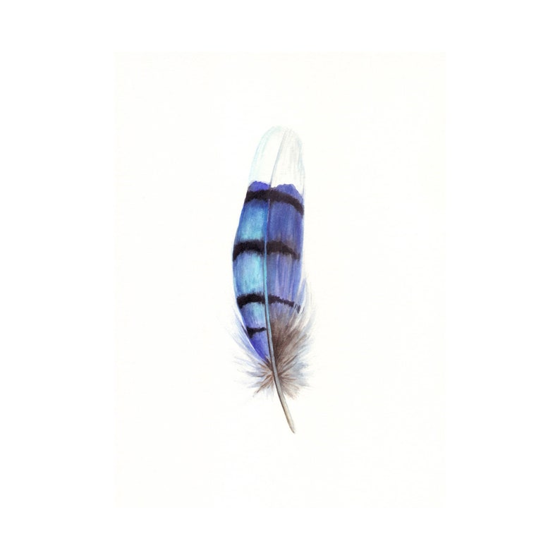 Blue Jay Feather Painting Bird Feather Art Watercolor Feather Original Art Miniature Watercolor Painting By Svetlana Polyakova Watercolor Art Collectibles Saherflow Com Blue Jay Feather Painting Bird Feather Art Watercolor Feather Original Art Miniature Watercolor Painting By Svetlana Polyakova Watercolor Art Collectibles Saherflow Com