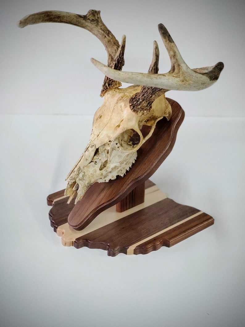 Ohio European Mount Skull Hanger Deer Head Wall Decor Etsy