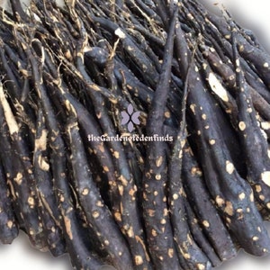 Tongkat Ali Black Root, Strongest Root from Kalimantan Forest - RARE Item