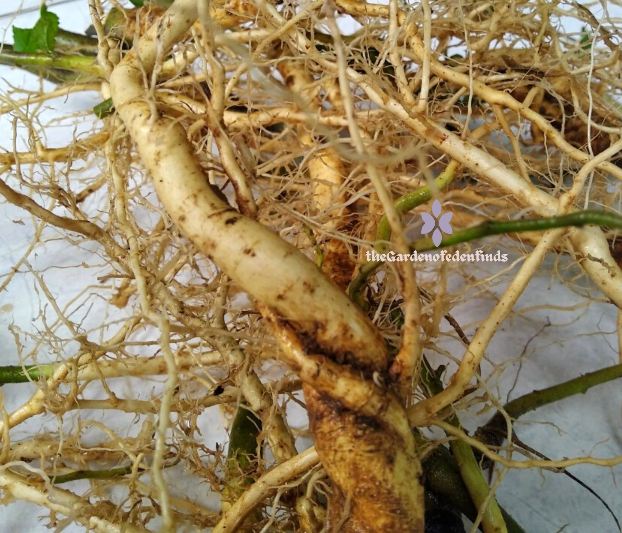 The Professor - HEALTH BENEFITS OF STUBBORN GRASS FOR RHEUMATOID ARTHRITIS.  Botanical name: Sida Acuta Osokotu in Yoruba language. Other uses: Stubborn  grass is useful for the cure of bacteria in the