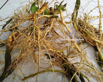 The Professor - HEALTH BENEFITS OF STUBBORN GRASS FOR RHEUMATOID ARTHRITIS.  Botanical name: Sida Acuta Osokotu in Yoruba language. Other uses: Stubborn  grass is useful for the cure of bacteria in the