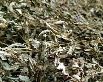 Herbal therapy/درمانگرگیاهی - HEALTH BENEFITS OF STUBBORN GRASS Botanical  name : Sida Acuta Isekotu in Yoruba language. * For bacteria in the body  system,severe waist pain, ankle pain,lower abdominal pain during menses