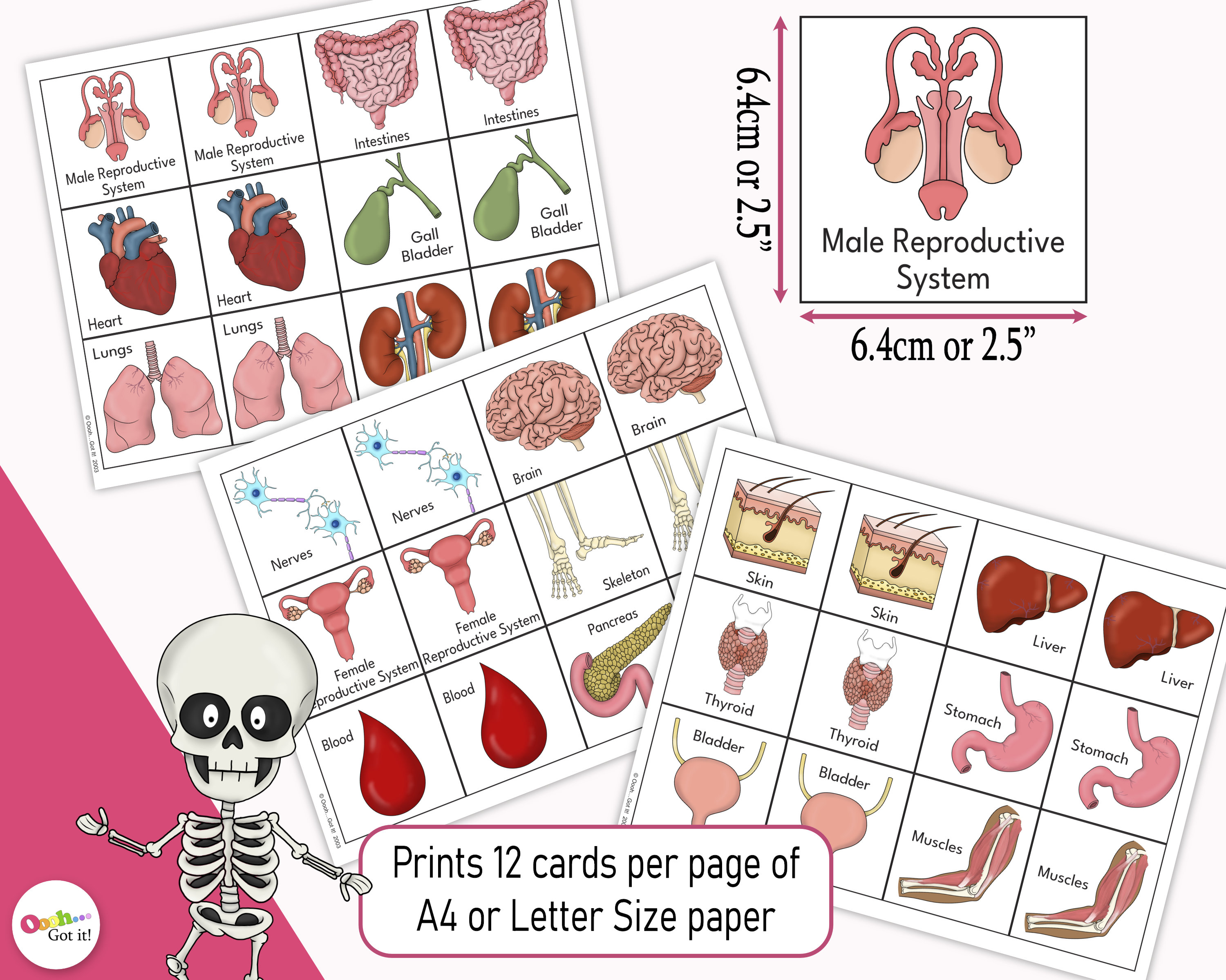 Human Body Memory Cards, a Printable Anatomy Game for Kids, a Preschool ...