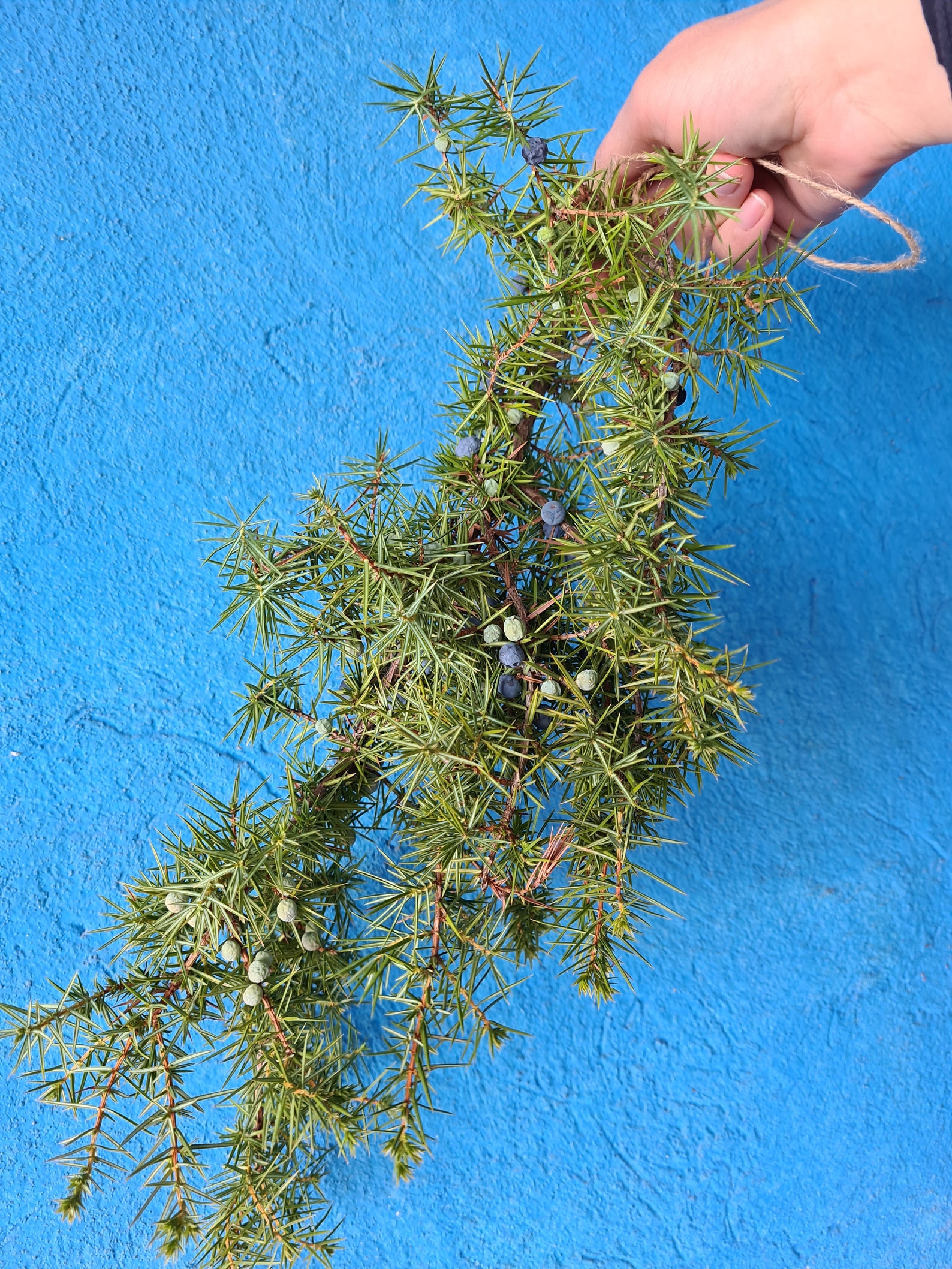 5 Long Real Green Juniper Branches With Berries Evergreen Etsy