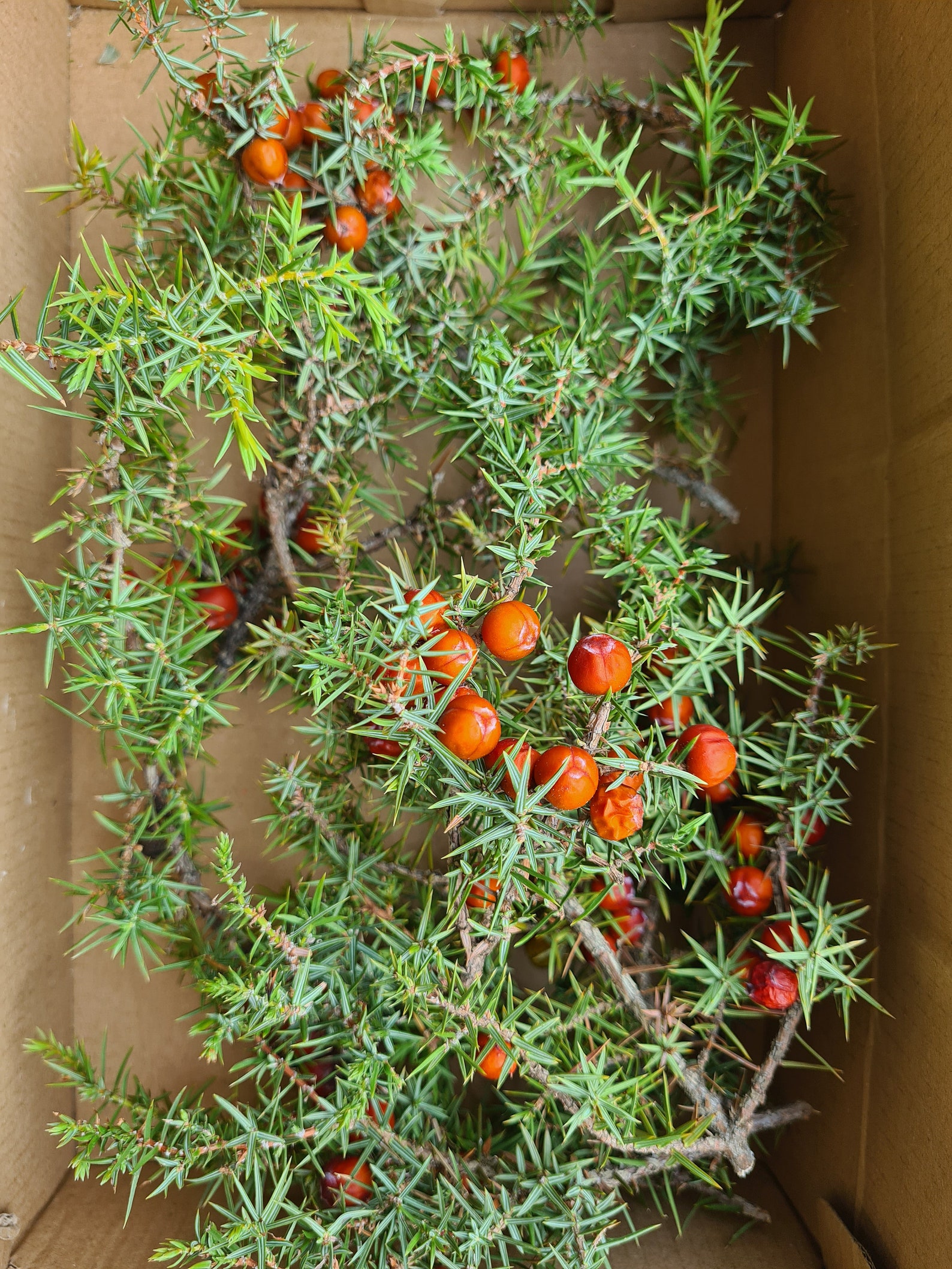10 Real Green Juniper Branches With Berries Evergreen Decor Etsy