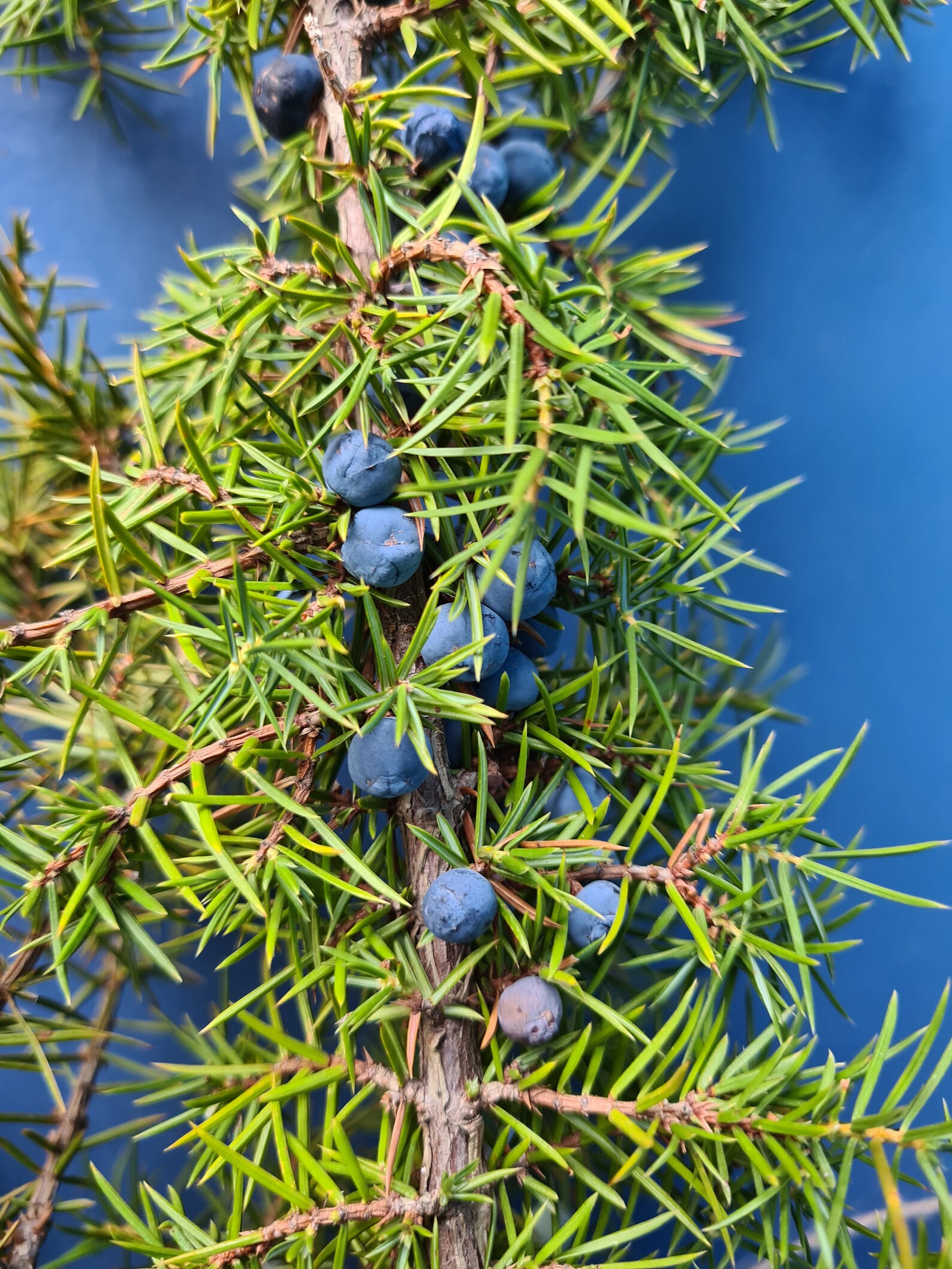 5 Long Real Green Juniper Branches With Berries Evergreen Etsy