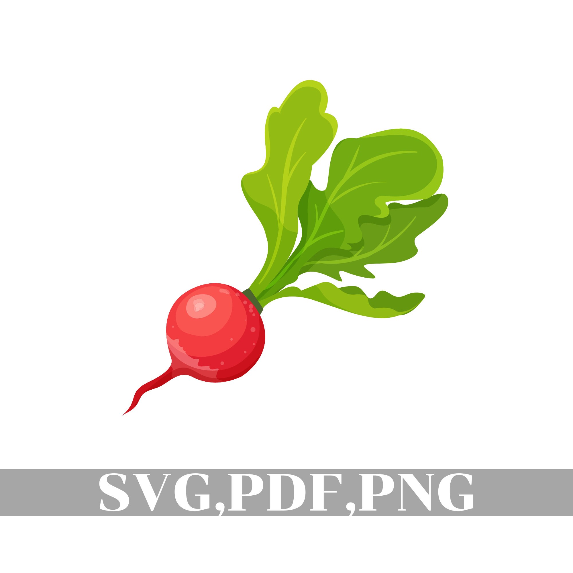 Radish SVG Radish Vector Radish Clipart Radish Cricut Etsy