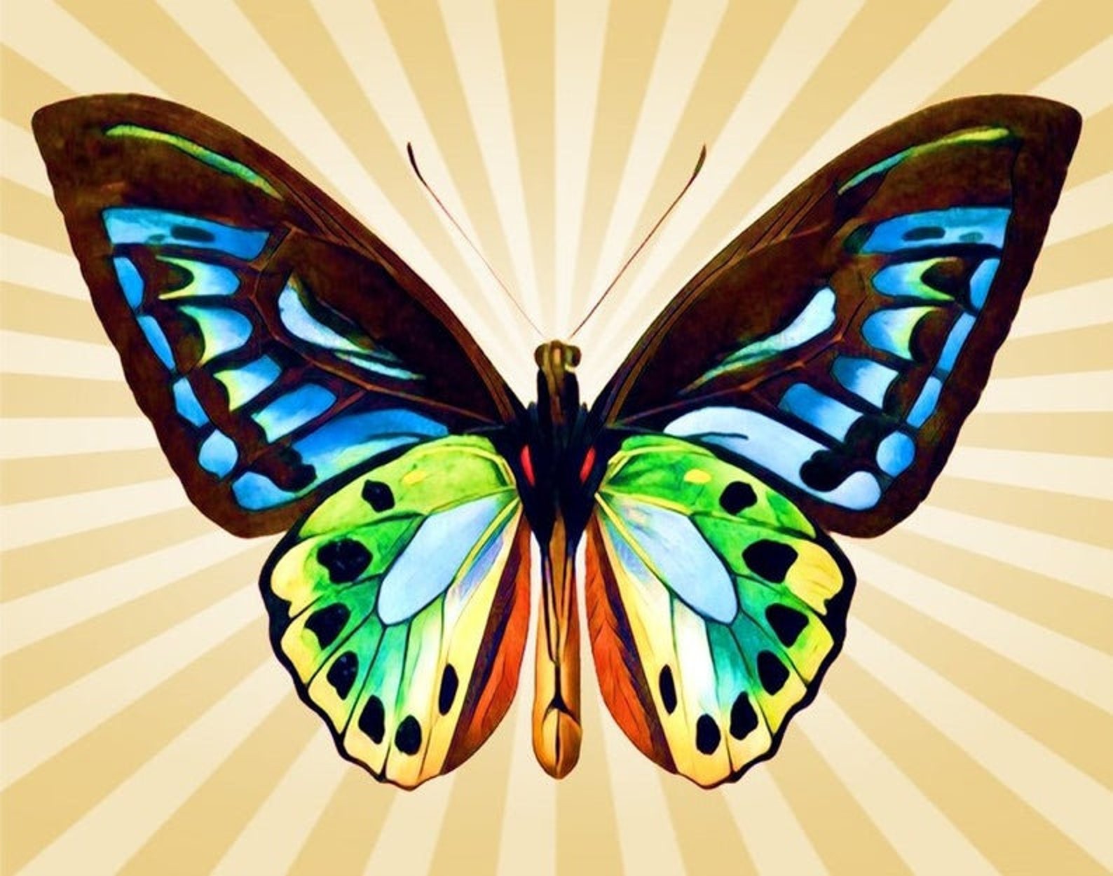 Butterfly Paint by Numbers. Custom Paint by Numbers Kit. Etsy