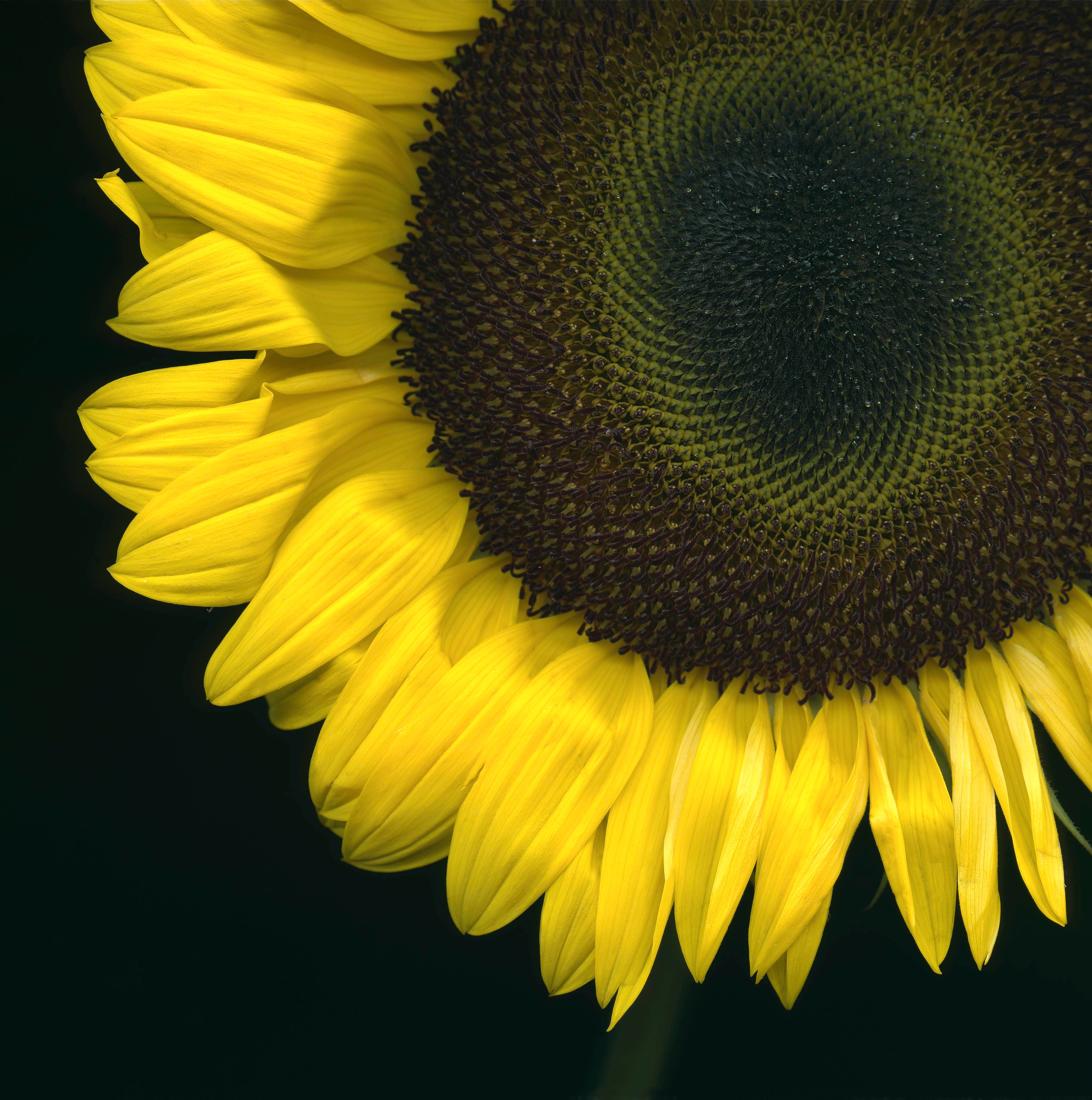 Fleur de Sol 2 Impression encadrée de toile dart Etsy France