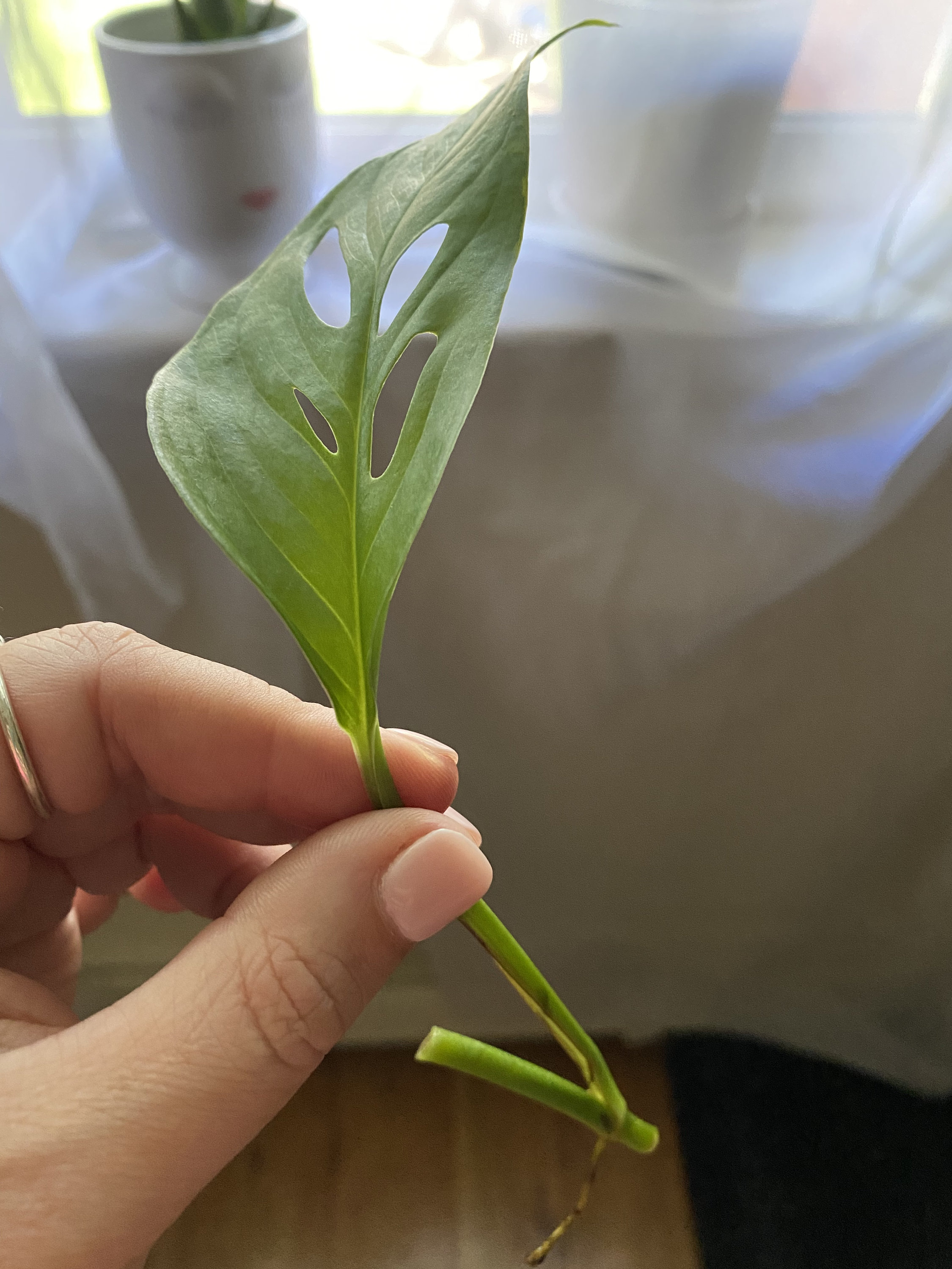 Monstera Adansonii rooted cutting with aerial root Swiss Etsy