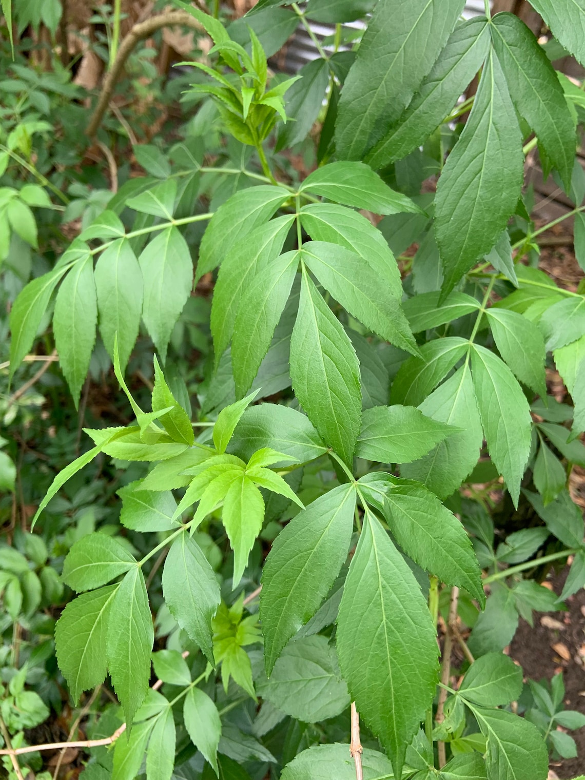 Elderberry Cuttings for planting 7 Etsy