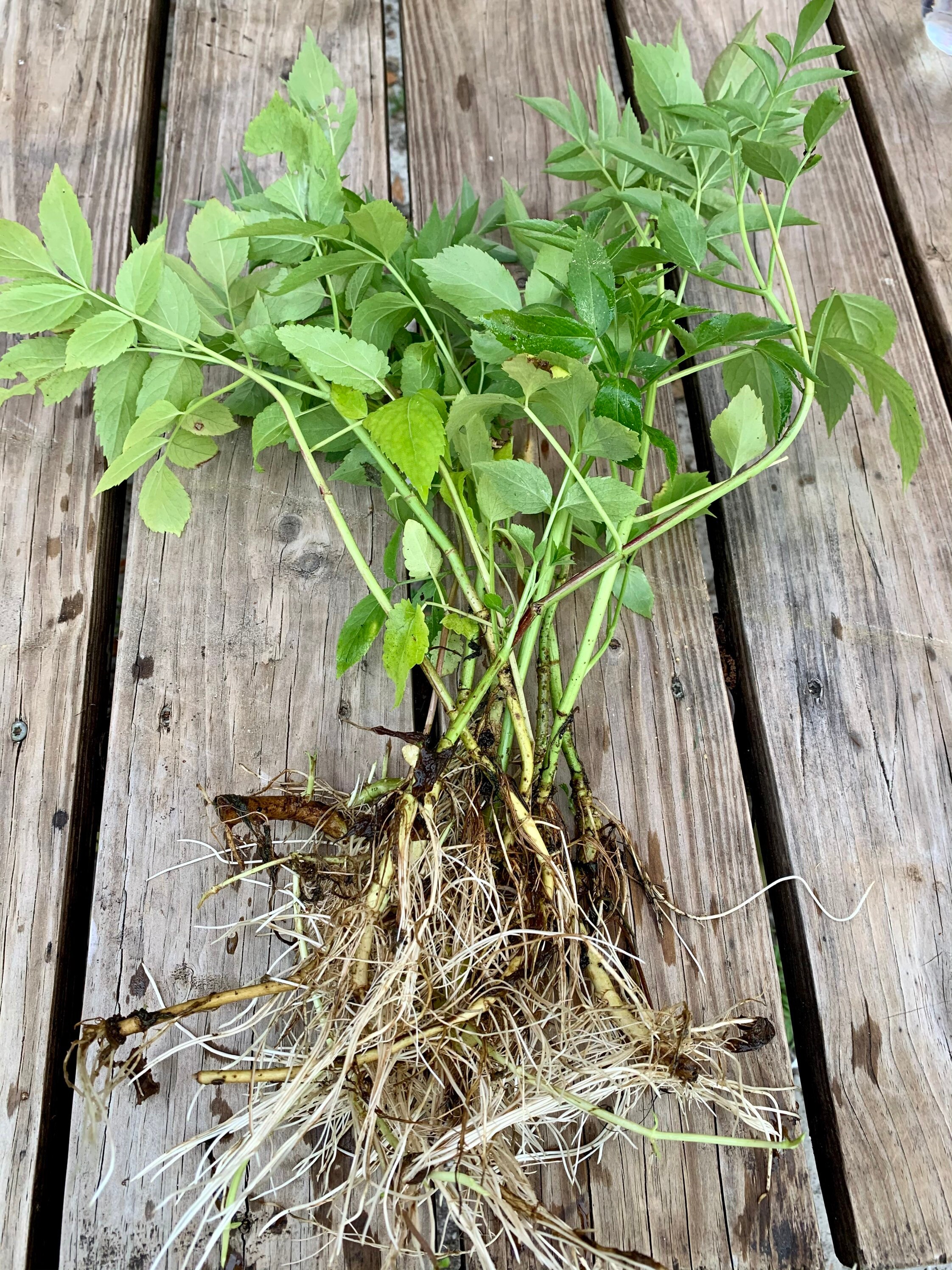 Elderberry Cuttings 7 Etsy
