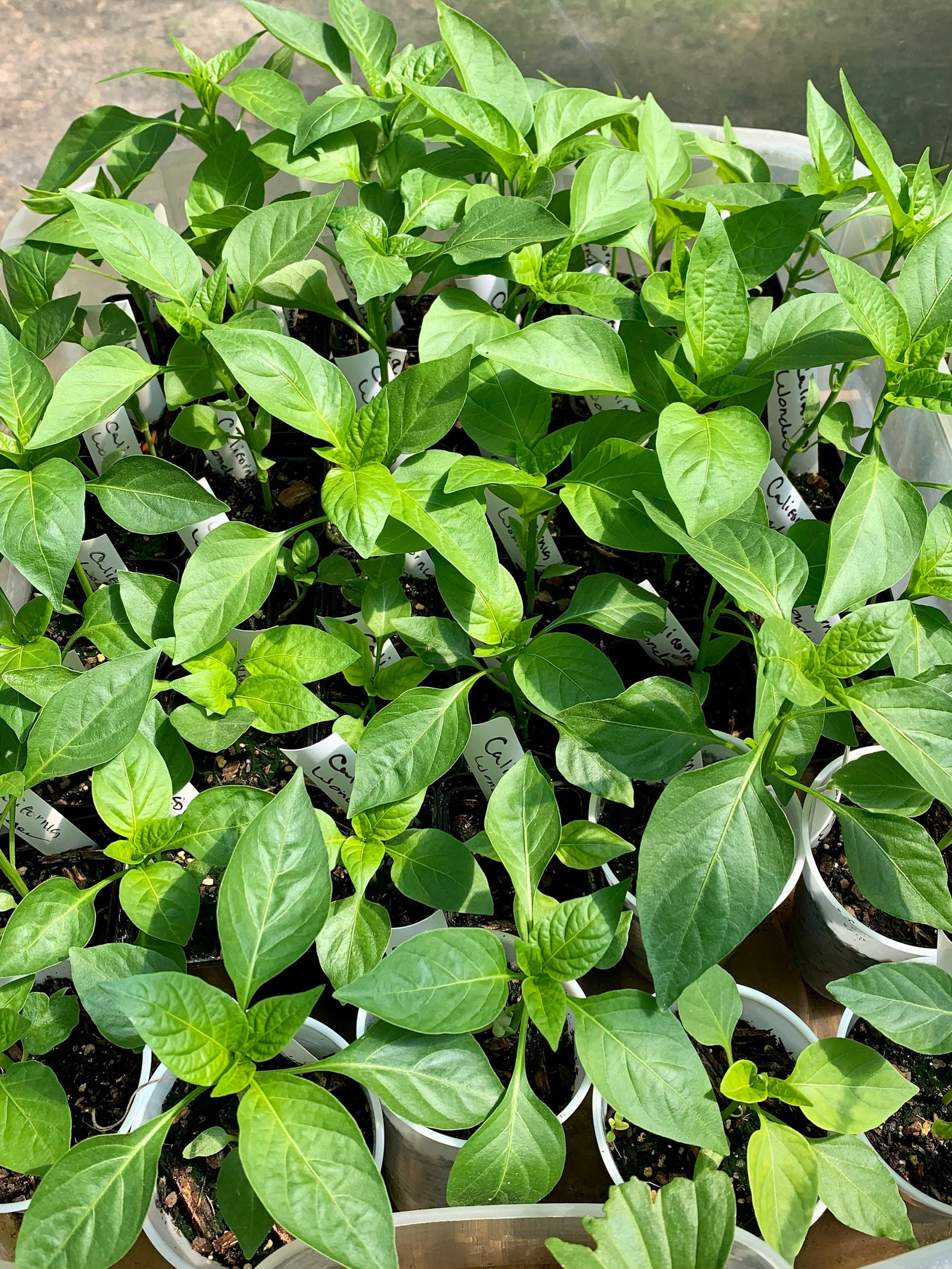 3 live California Wonder Bell Pepper plants Etsy