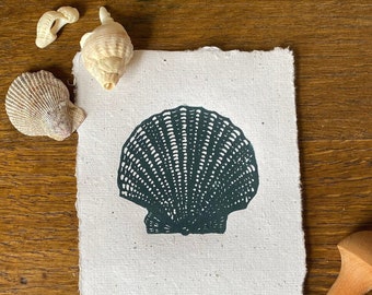 Sea Shell Study - Etsy