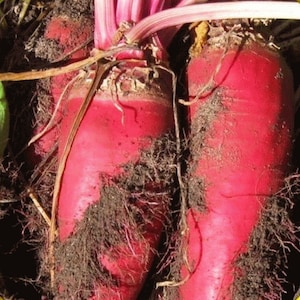 3g seeds - Red Mammoth Fodder Beet - Heirloom non GMO seeds