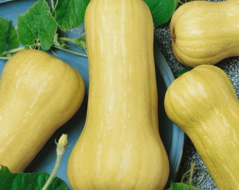 20 Waltham ButterNut WINTER SQUASH Seeds, Heirloom