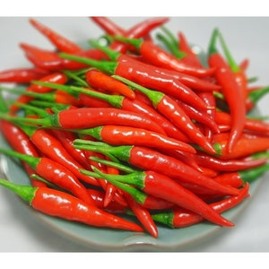 100 seeds- Thailand Bird Eye Hot Pepper-  Hat Öt Hiêm Cay Thái Lan- SHU(Đô. Cay) 100.000 => 150.000