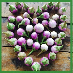 100 Vietnamese CÀ PHÁO Tím - Thailand Round Mini Purple Eggplant Seeds