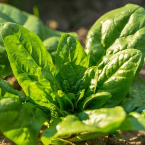 May include: Close-up of a vibrant green spinach plant with large, lush leaves. The leaves are arranged in a rosette pattern, showcasing the plant's healthy growth.