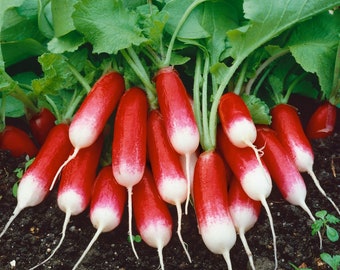 5g FRENCH BREAKFAST RADISH seeds