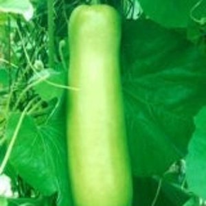 15 Seeds - NAM TAO YAO Short Bottle Gourd( 12-14 inches long)- Upo(Opo) gourd- Bâ'u Da Trön trái ngă'n ( dài 30cm- 34 cm)