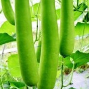 10 Hybrid seeds- Long Bottle Gourd- NAM TAO NGAM - Bâ'u Da Trön Trái Dài- India Type