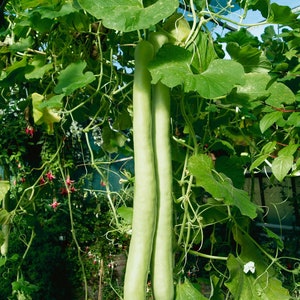 15 seeds SNAKE GOURD Bâ'u Ră'n-Lagenaria siceraria image 1