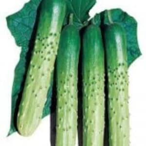 May include: Four green cucumbers with a bumpy texture and a light green leaf in the background.