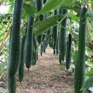 May include: A long row of green, cylindrical vegetables hanging from a trellis in a greenhouse. The vegetables are all about the same size and shape, and they are growing in a vertical garden.